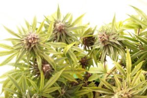 What is Sativa