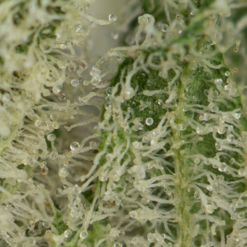 Jack Herer - Image 2