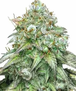 Godfather OG Feminised Seeds