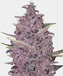 Kushberry Moonrocks Feminized Seeds