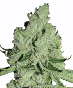 Sour Diesel Seeds