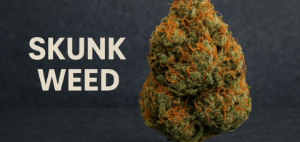What is Skunk weed?