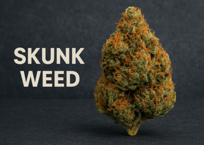 What is Skunk weed?