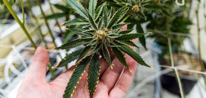 Scotland Cannabis