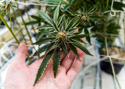 Scotland Cannabis