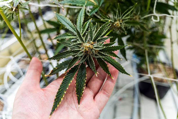 Scotland Cannabis